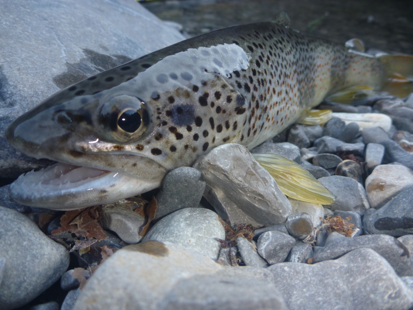 appat peche au toc truite