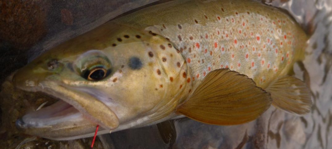 peche 83 truite