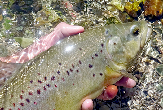 peche truite kerry