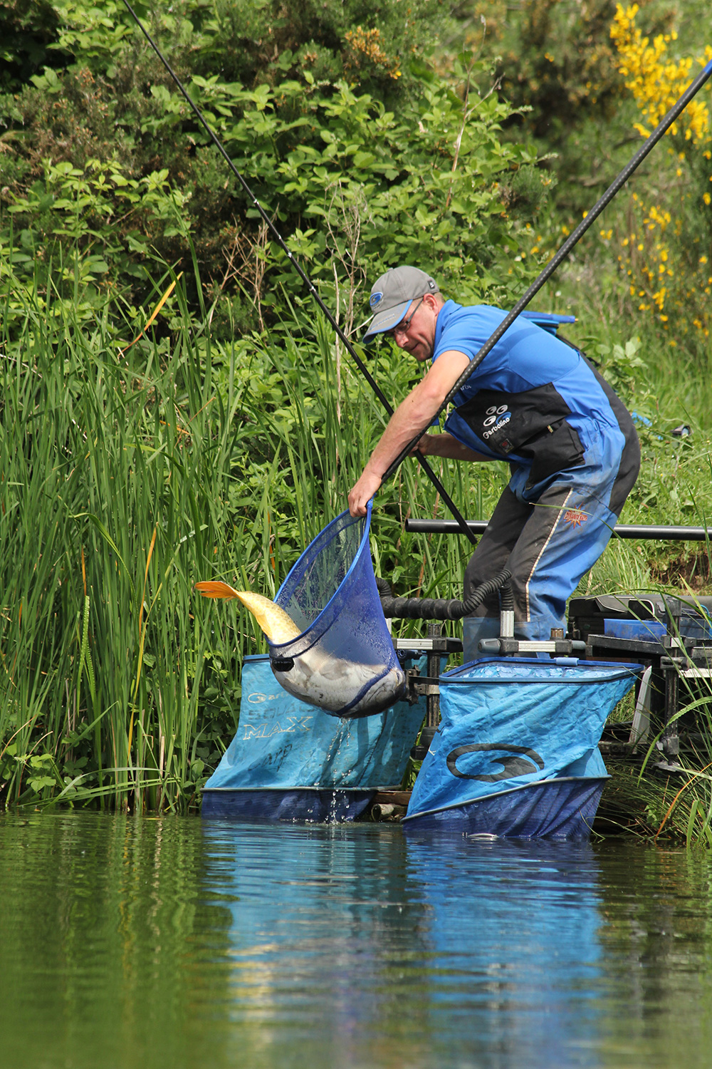 Carpe au coup dans une fishery anglaise