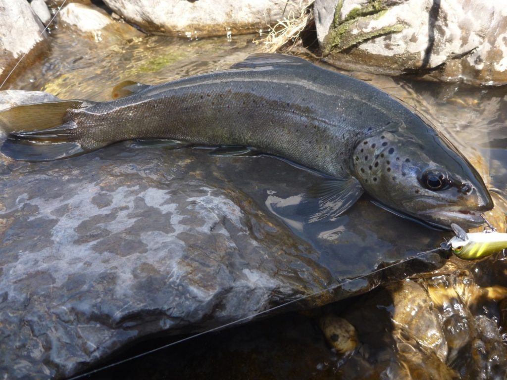 ubbaye 1 leurre Les Alpes de Haute Provence sont magnifique pour la pêche de la truite. Découverte de la vallée de l'Ubaye et de ses affluents. toc mouche vairon manié