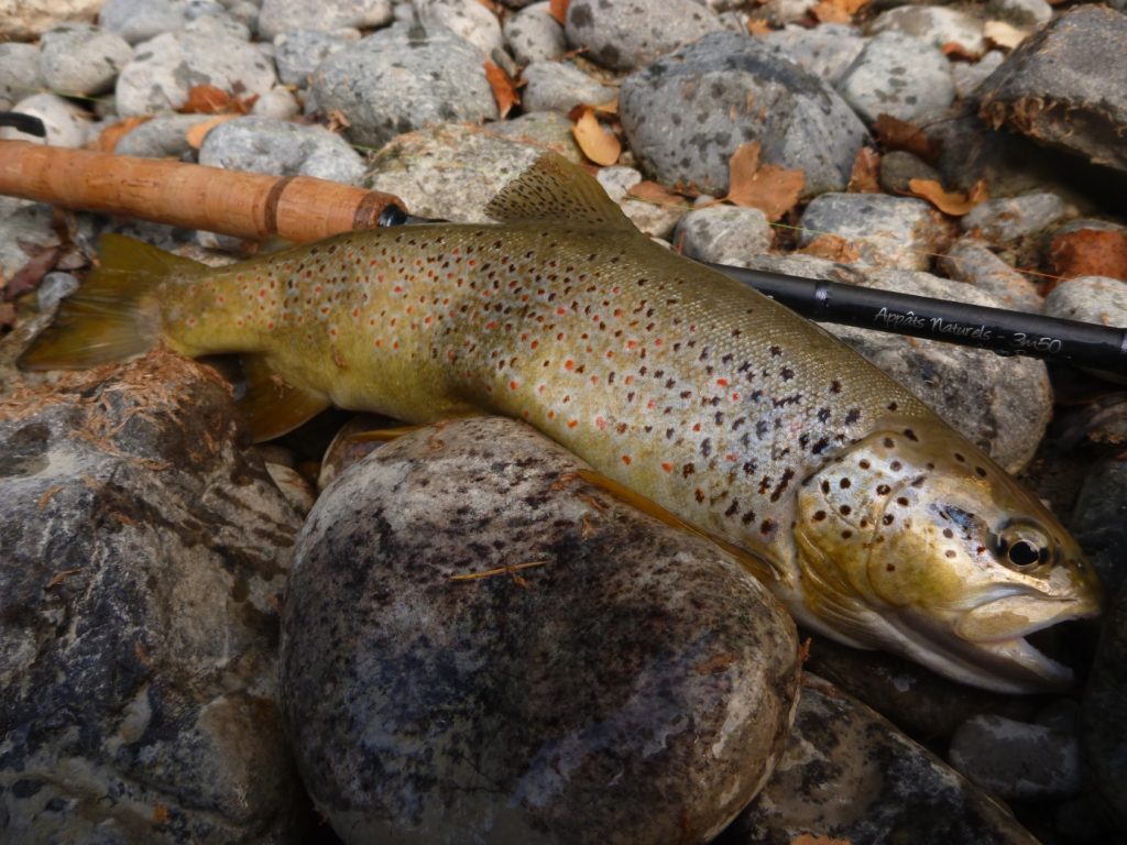 FDS10 fermeture pêche truite fin de saison Septembre Alpes du Sud Haute Provence