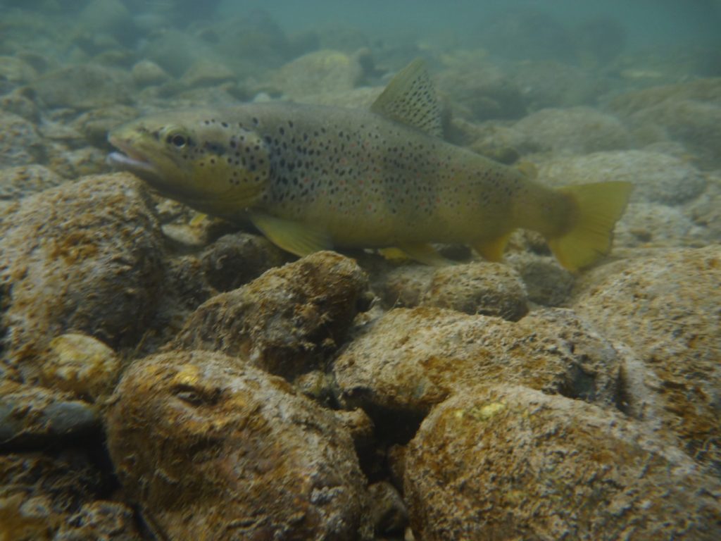 FDS11 fermeture pêche truite fin de saison Septembre Alpes du Sud Haute Provence