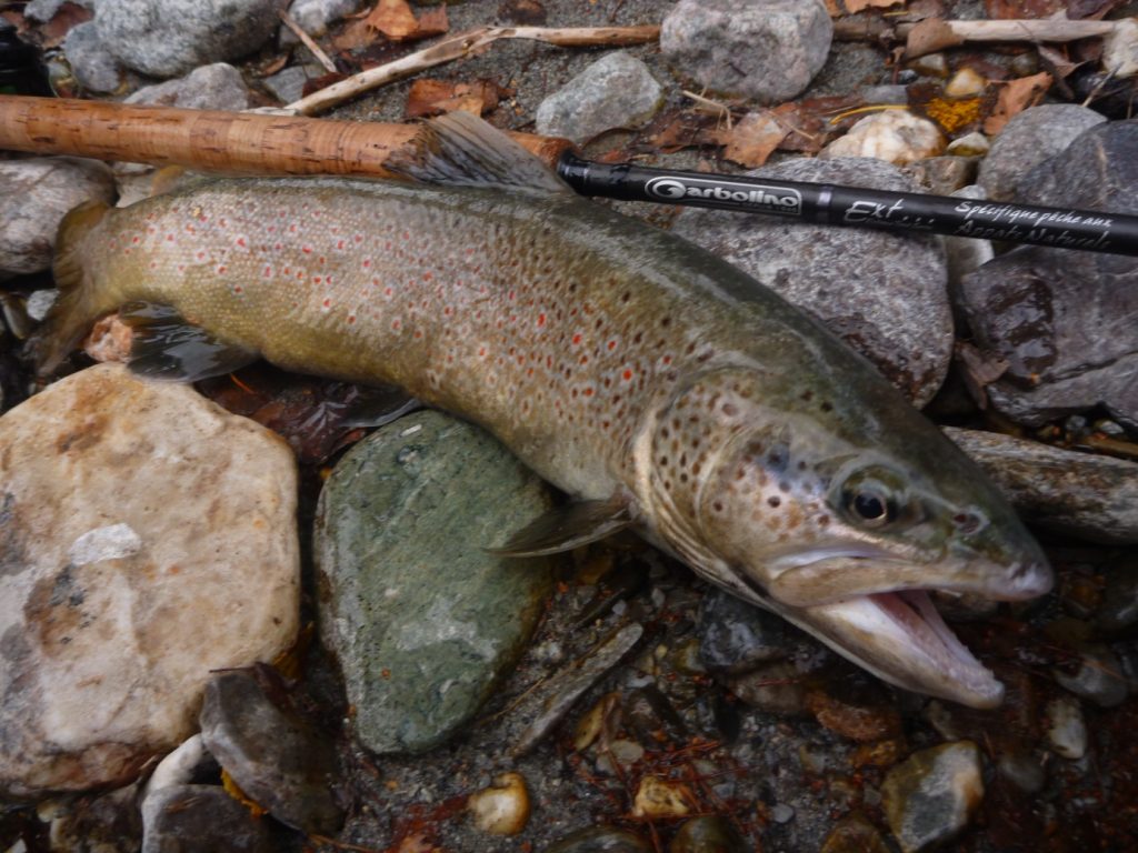 FDS12 fermeture pêche truite fin de saison Septembre Alpes du Sud Haute Provence