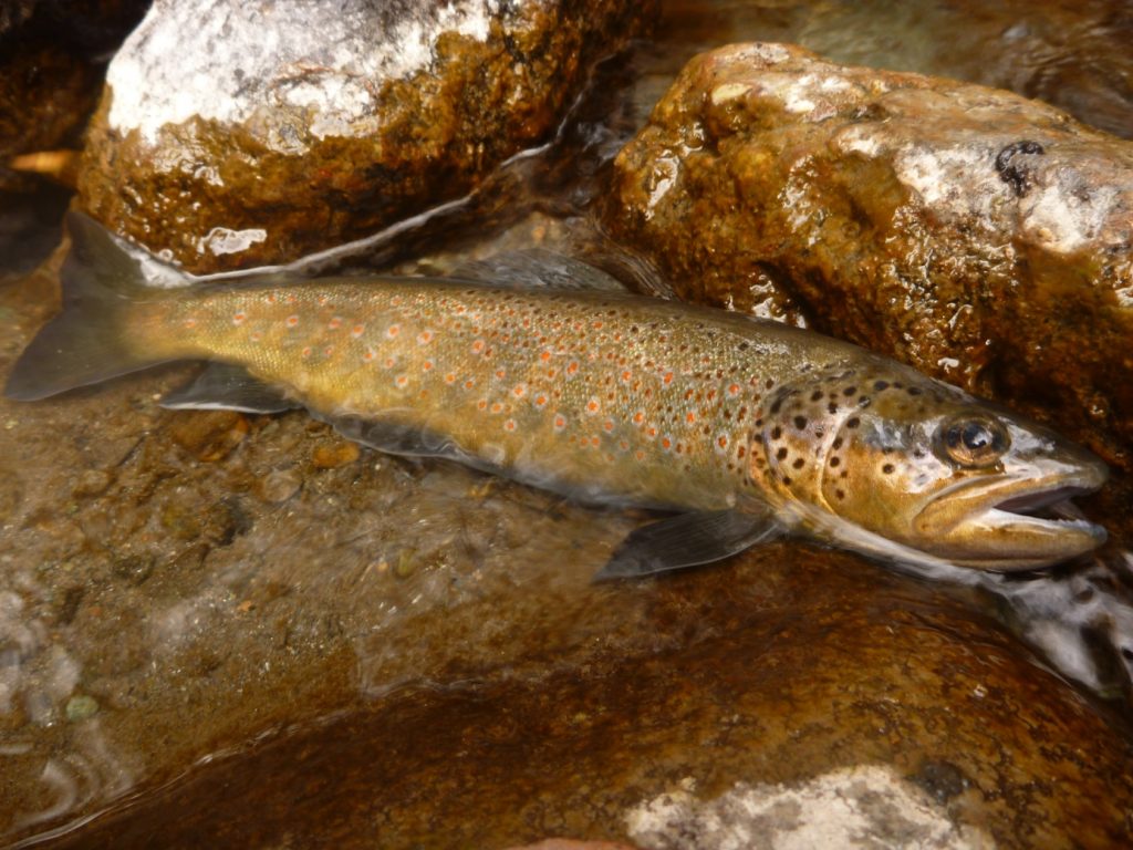 FDS14 fermeture pêche truite fin de saison Septembre Alpes du Sud Haute Provence