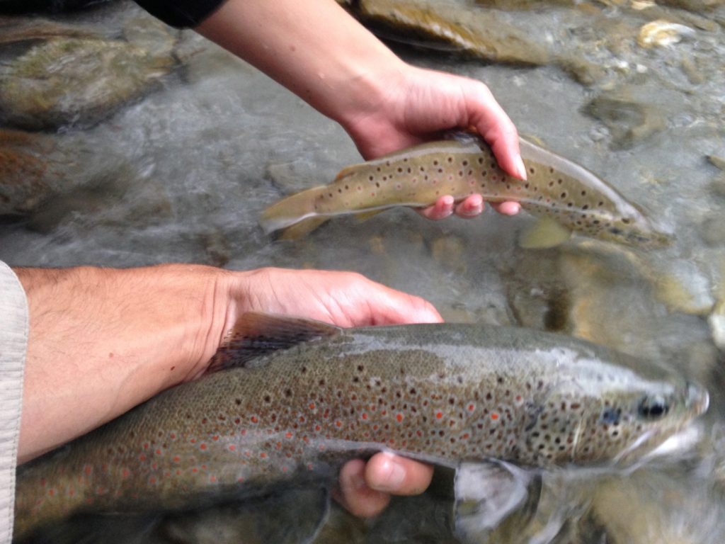 FDS16 fermeture pêche truite fin de saison Septembre Alpes du Sud Haute Provence