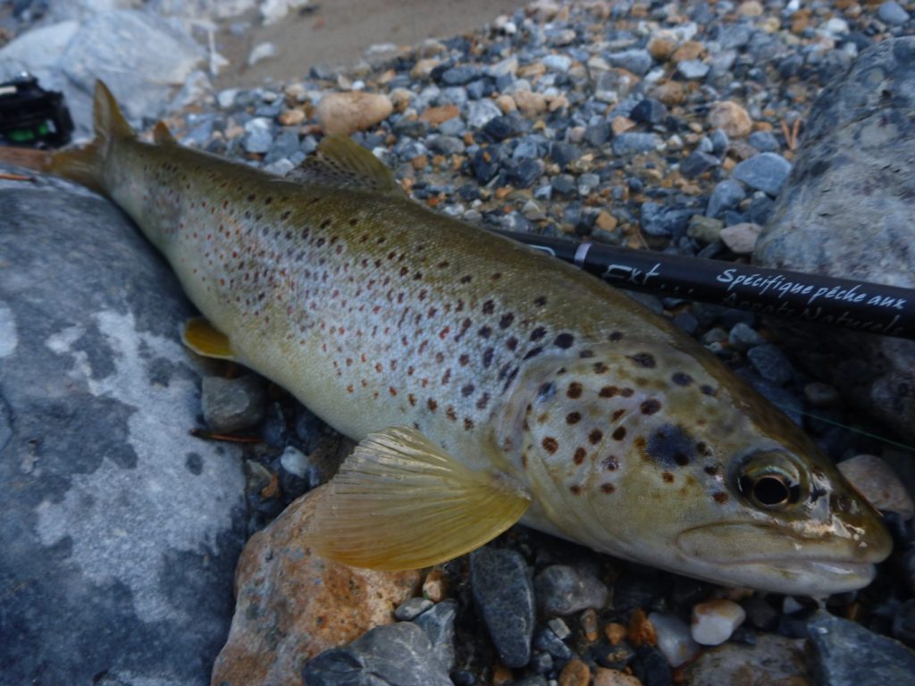  xxxx 8 fermeture pêche truite fin de saison Septembre Alpes du Sud Haute Provence