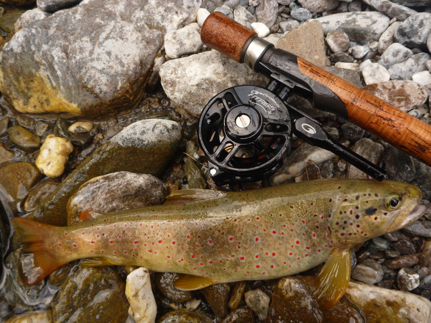 Techniques pêche à la truite en étang