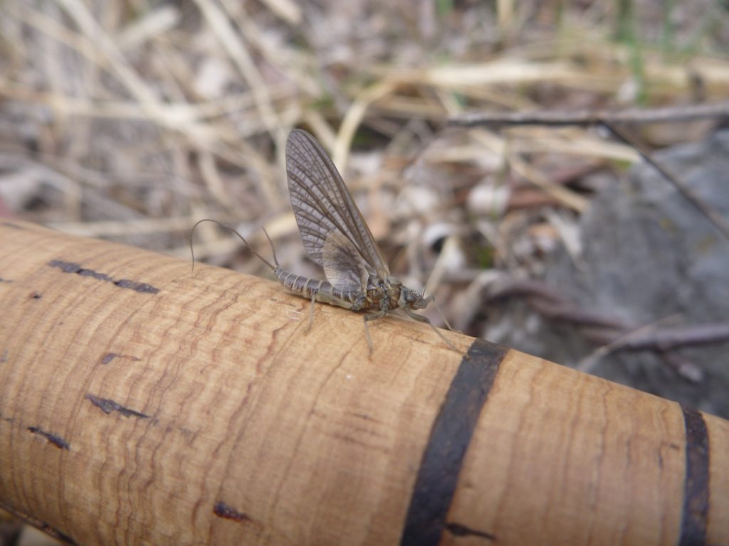 DERNIERES TRUITES AVANT LA FONTE DES NEIGES.5 mouche