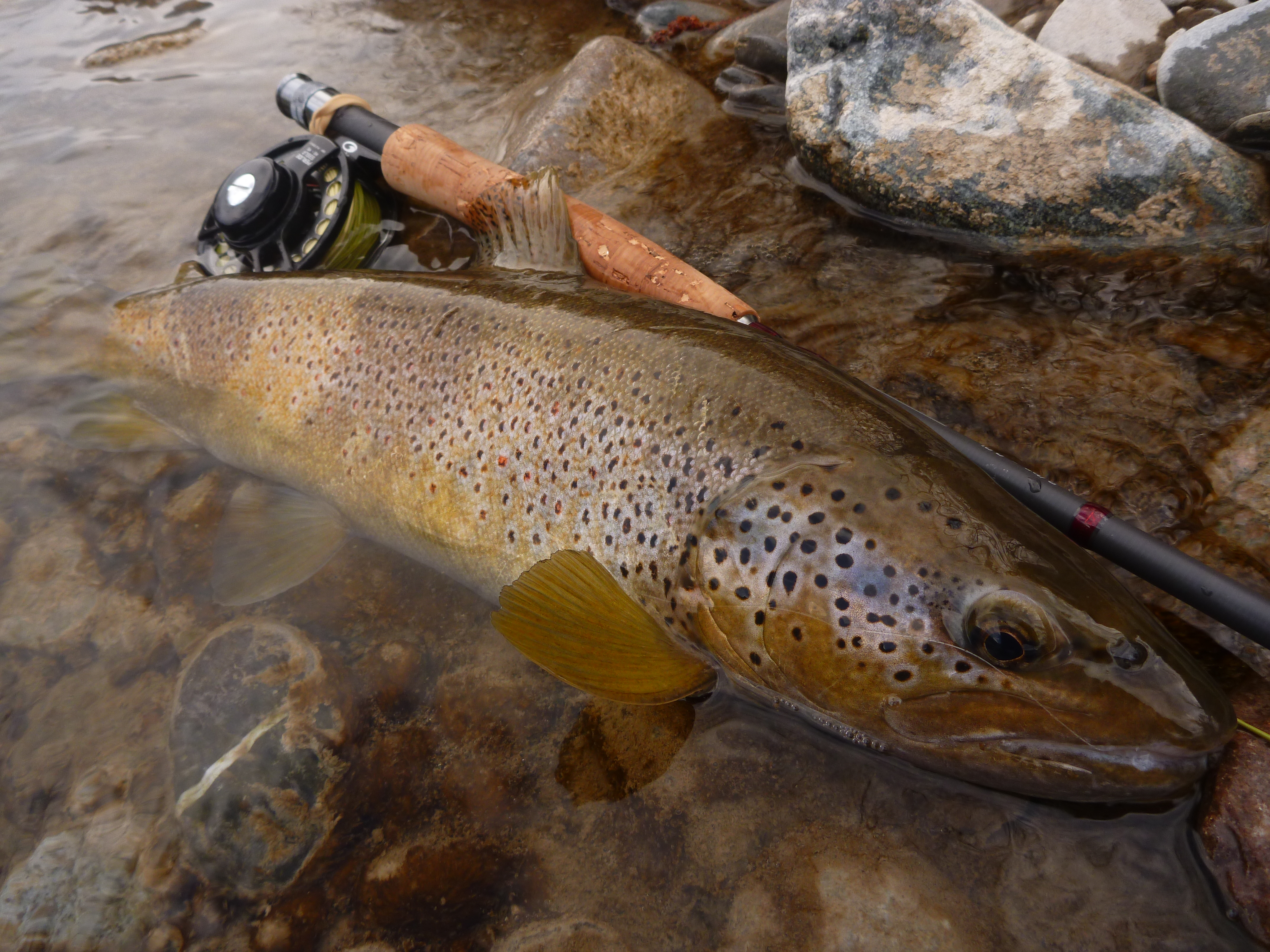 Truite au leurre en eaux basses : passez à l'ultra léger