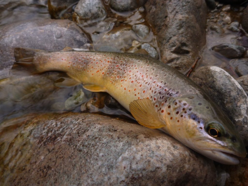 Report Avril Simon Scoda.4 pêche truite montagne avril