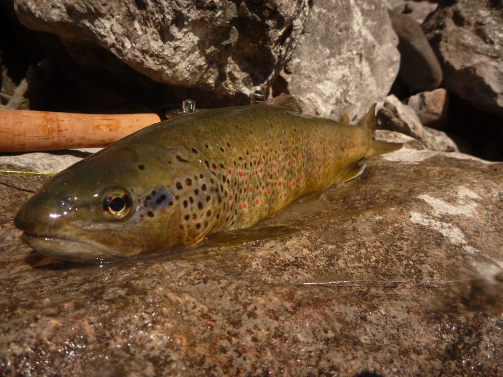 Report Avril Simon Scoda.6 pêche truite montagne avril