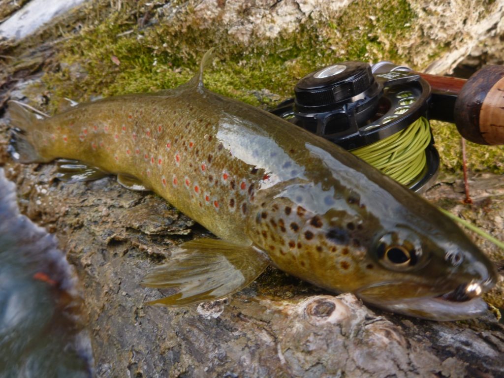 Report Avril Simon Scoda.8 pêche truite montagne avril