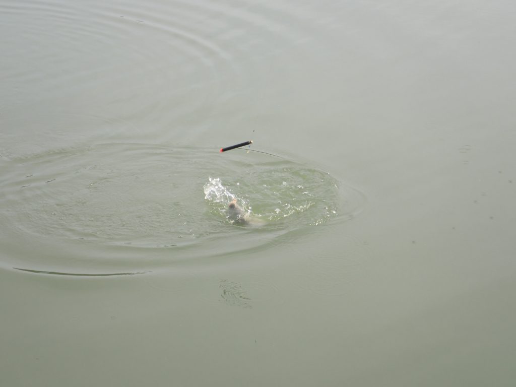 Une carpe au pellet waggler avec la super rocket garbolino. Pêche carpodrome surface anglaise