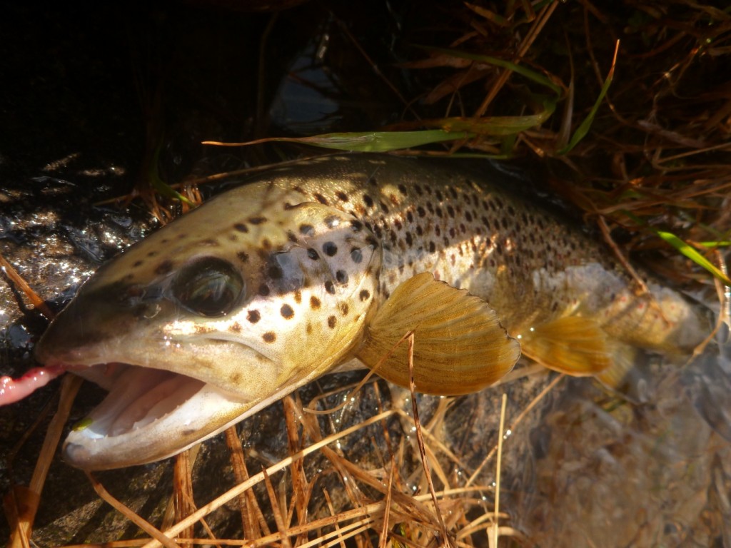 Pêche-de-la-truite-en-Juin-Scoda.2-1024x768