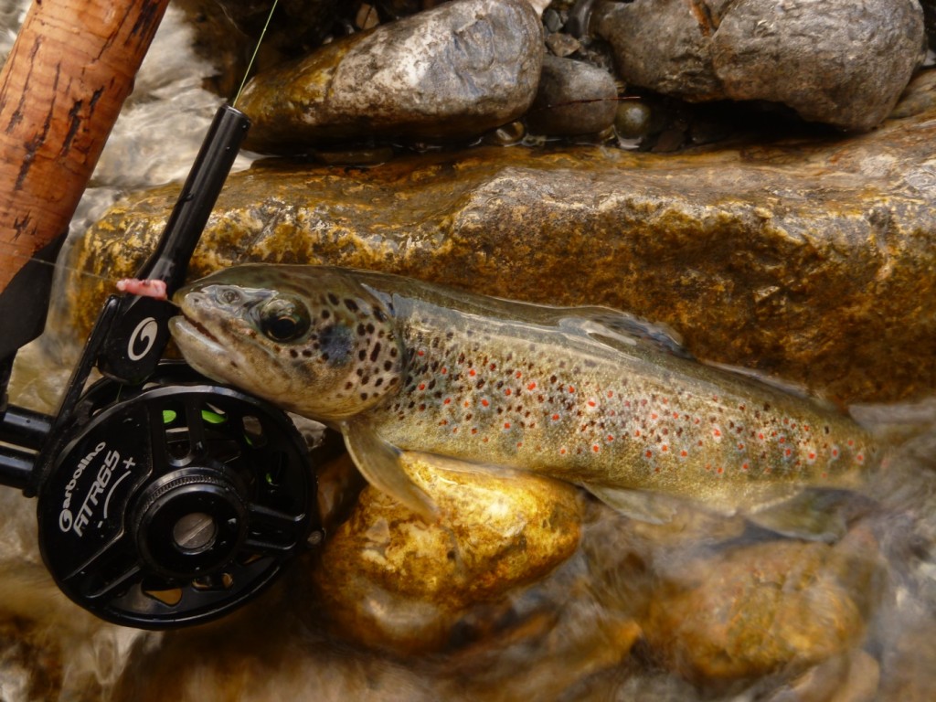 Pêche-de-la-truite-en-Juin-Scoda.4-toc-montagne-poisson