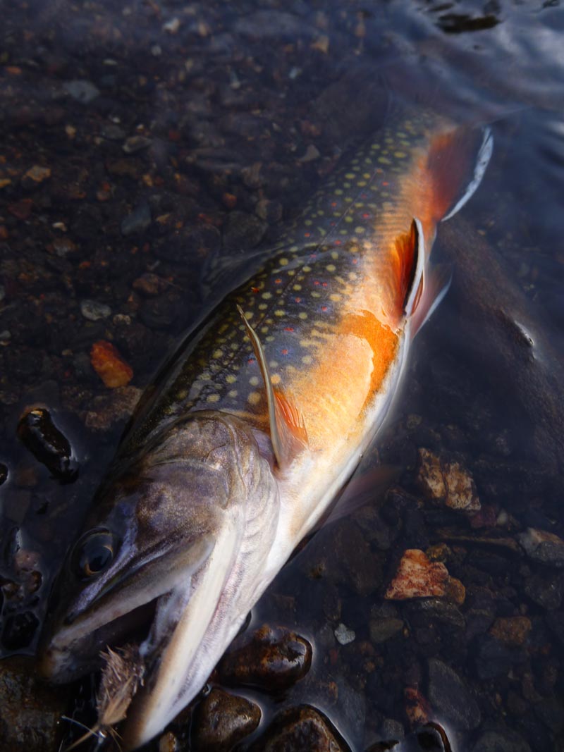 peche-truite-au-toc-garbolino2