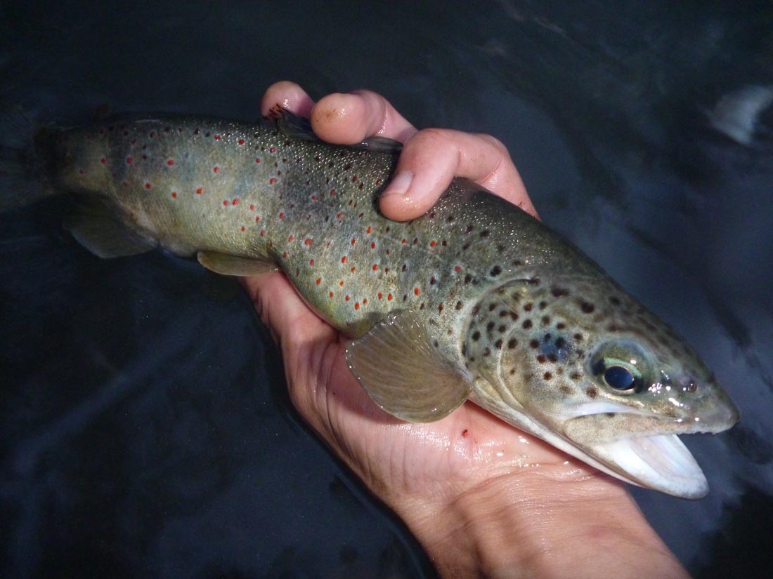 peche-truite-au-toc-garbolino- coup-du-soir-rivière