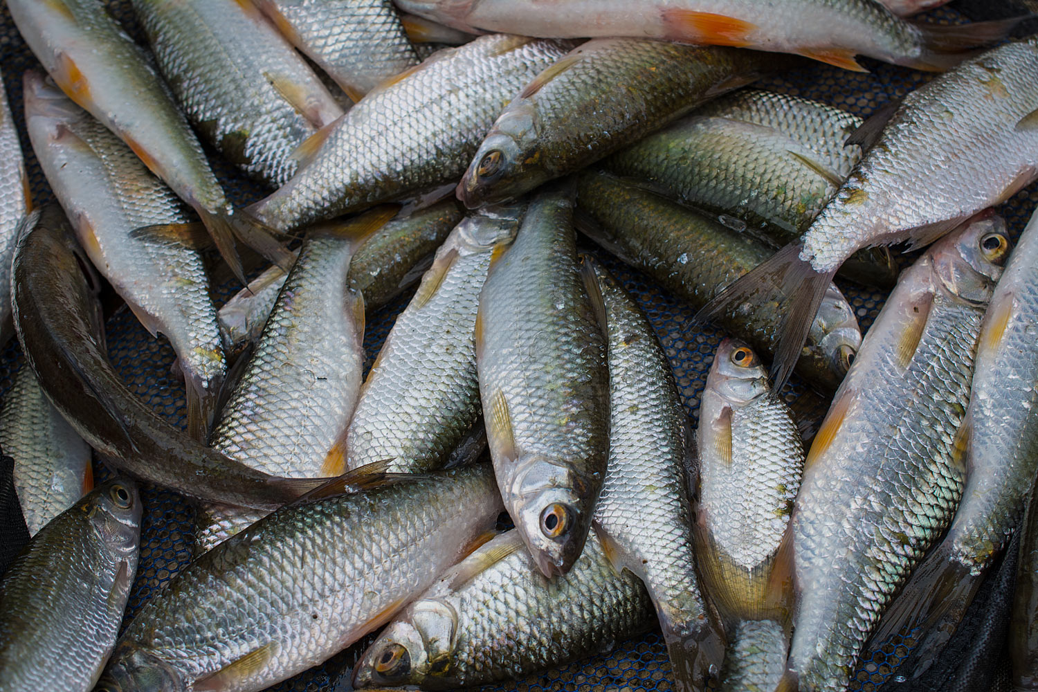 Comment monter une canne à pêche ? Conseils et astuces !