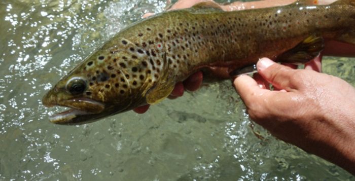 Quel appât pour la truite de lâcher? Pour débuter la saison