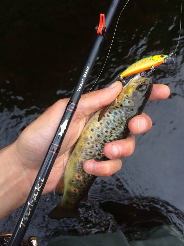 truite peche au leurre