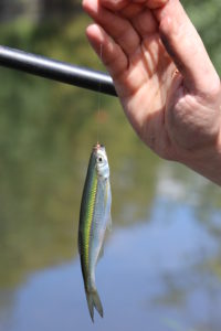 pêche ablette et petits poissons au coup