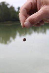 pêche de la carpe en surface