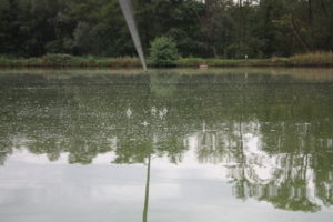 pêche de la carpe en surface