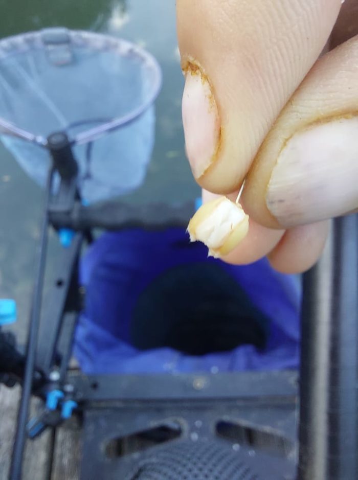 Pêche au blé au coup à