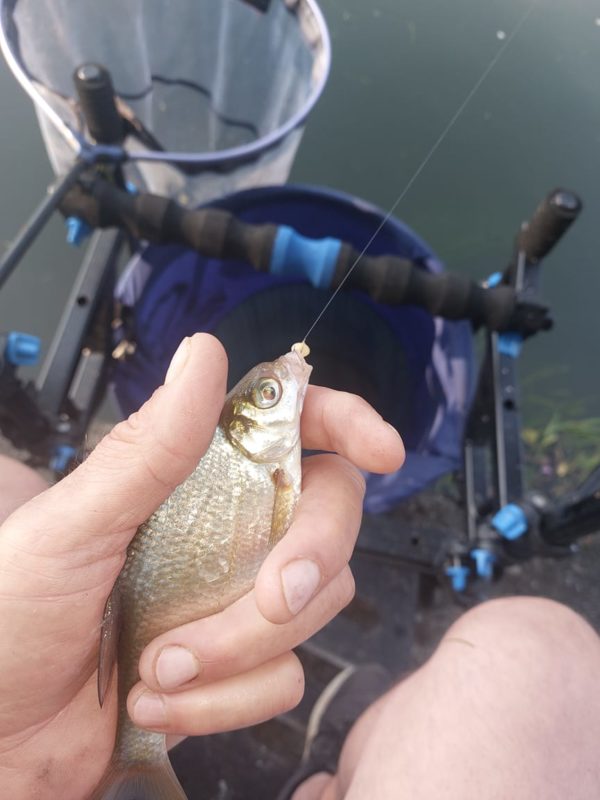 Pêche au blé au coup à