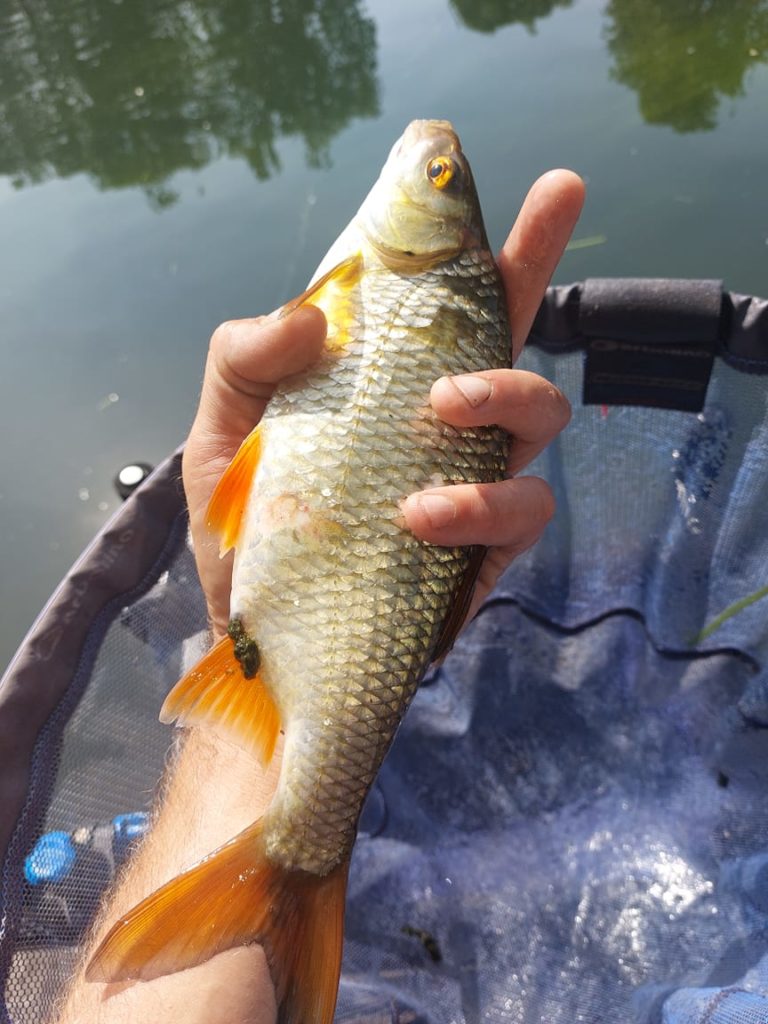 Pêche au blé au coup à