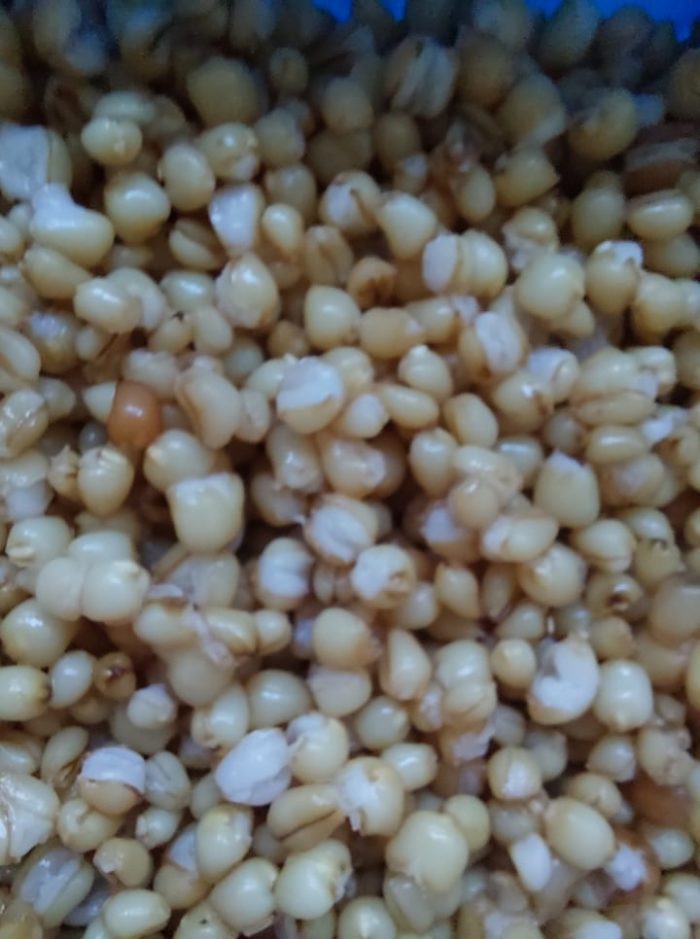 Pêche au blé au coup à