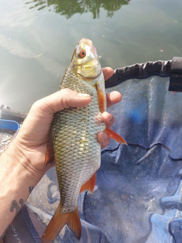 Pêche au blé au coup à