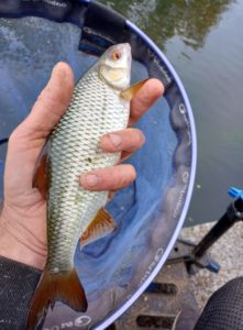 pêche au pain au feeder