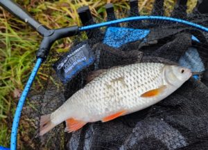 La pêche du gros gardon en Automne