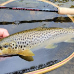 Canne Spectrum Nymphe